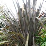 Phormium tenax 'Purpureum'  - Nieuw Zeelands vlas - Phormium tenax 'Purpureum' 