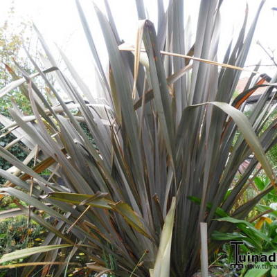 Phormium tenax 'Purpureum'  - Nieuw Zeelands vlas