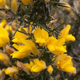 Ulex europaeus