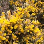 Ulex europaeus - Gaspeldoorn - Ulex europaeus