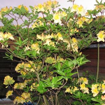 Rhododendron 'Lapwing'