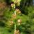 Tellima grandiflora 'Rubra'