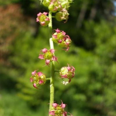 Mijterloof - Tellima grandiflora 'Rubra'