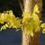 Robinia pseudoacacia 'Frisia'