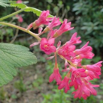 Ribes sanguineum roseum