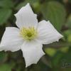 Bosrank - Clematis montana var. grandiflora