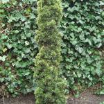 Taxus baccata 'Fastigiata Aurea' - Venijnboom - Taxus baccata 'Fastigiata Aurea'