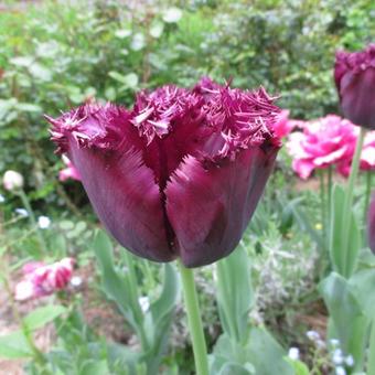 Tulipa 'Labrador'