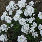 Iberis sempervirens 'Senior' - Scheefbloem