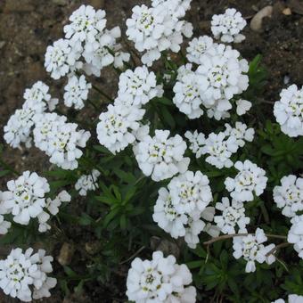 Iberis sempervirens 'Senior'