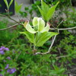 Cornus florida f. rubra  - Kornoelje, Oostamerikaanse kornoelje