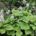 Tiarella - Schuimbloem/Perzische muts/Schuimkaars