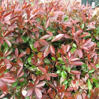 Photinia x fraseri 'Red Robin'