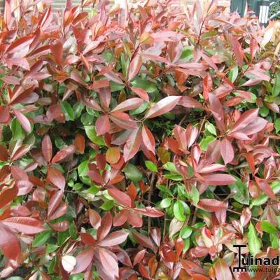 Photinia x fraseri 'Red Robin' - Glansmispel