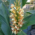 Hedychium densiflorum 'Stephen' - Siergember