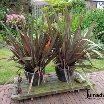 Nieuw Zeelands vlas - Phormium tenax 'Purpureum' 