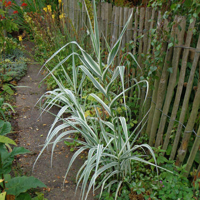 mammoetgras - Arundo donax var. versicolor