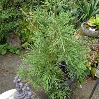 Sequoiadendron giganteum 'Pendulum'