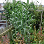 Arundo donax - Pijlriet - Arundo donax