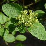 Wollige sneeuwbal - Viburnum lantana