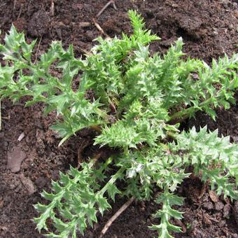 Carlina acaulis subsp. simplex