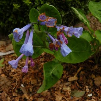 Mertensia virginica