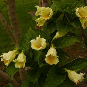 Weigela middendorffiana