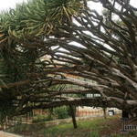 Dracaena draco - Drakenbloedboom