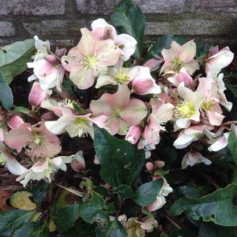 Helleborus niger