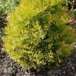 Westerse Levensboom - Thuja occidentalis 'Rheingold'