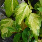 Hedera colchica 'Sulphur Heart' - Klimop