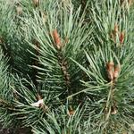 Pinus sylvestris - Grove den