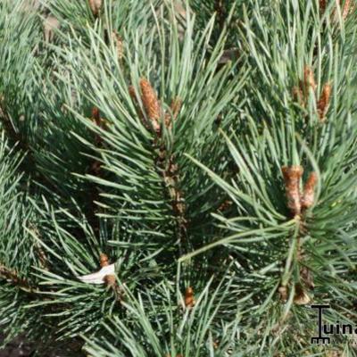 Pinus sylvestris - Grove den