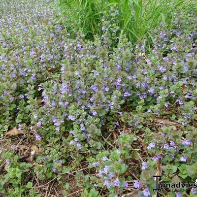 Hondsdraf - Glechoma hederacea