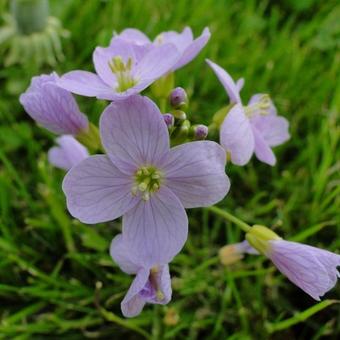 Cardamine pratensis