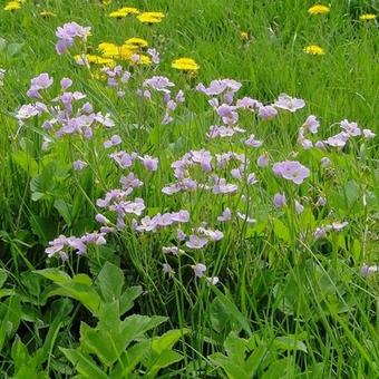 Cardamine pratensis