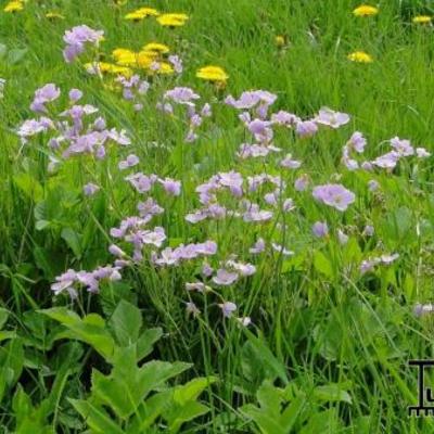 Pinksterbloem, Schuimkruid - Cardamine pratensis