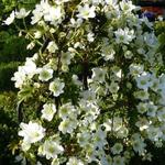 Clematis x cartmanii 'Avalanche' - Bosrank