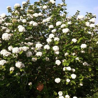 Viburnum carlesii