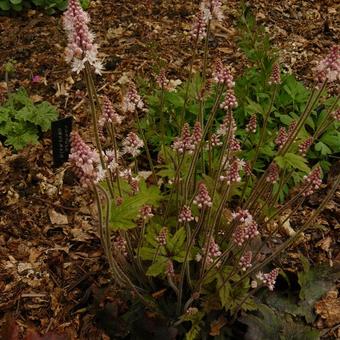 Tiarella cordifolia 'Pink Brushes'