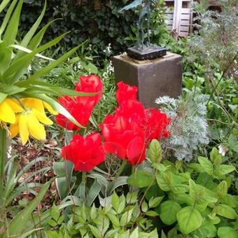 Tulipa gregii 'Rob Verlinden'