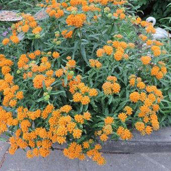 Asclepias tuberosa