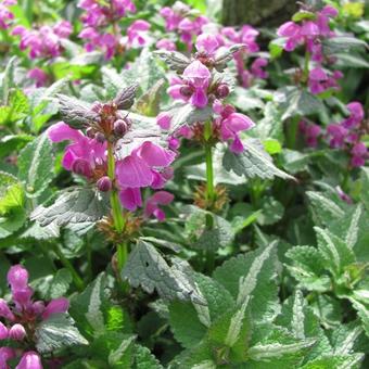 Lamium maculatum 'Shell Pink'