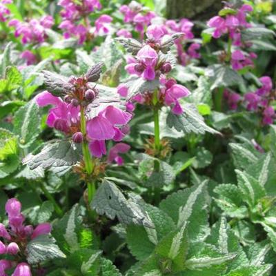 Gevlekte dovenetel - Lamium maculatum 'Shell Pink' 