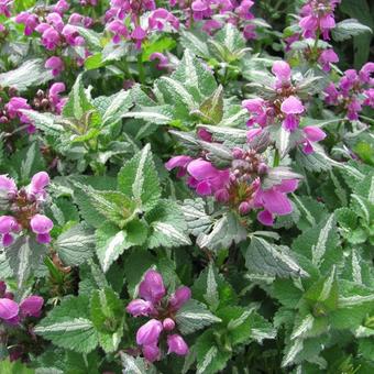 Lamium maculatum 'Shell Pink'