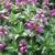 Lamium maculatum 'Shell Pink'