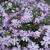 Phlox divaricata 'Clouds of Perfume'