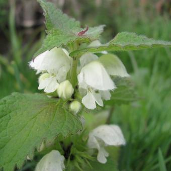 Lamium album