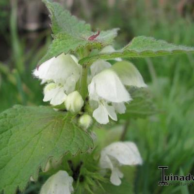 Witte dovenetel - Lamium album