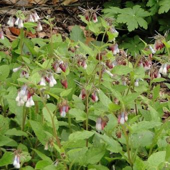 Symphytum grandiflorum 'Wisley Blue'